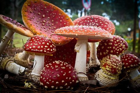 Urb magic amanita mushroom gumy